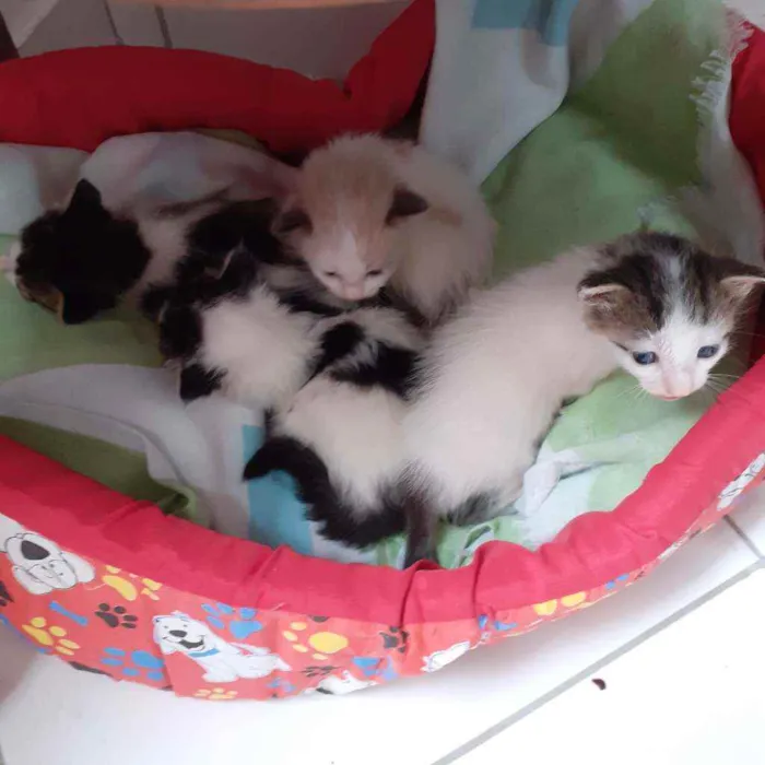 Gato raça Não discriminado  idade Abaixo de 2 meses nome Sem nomes