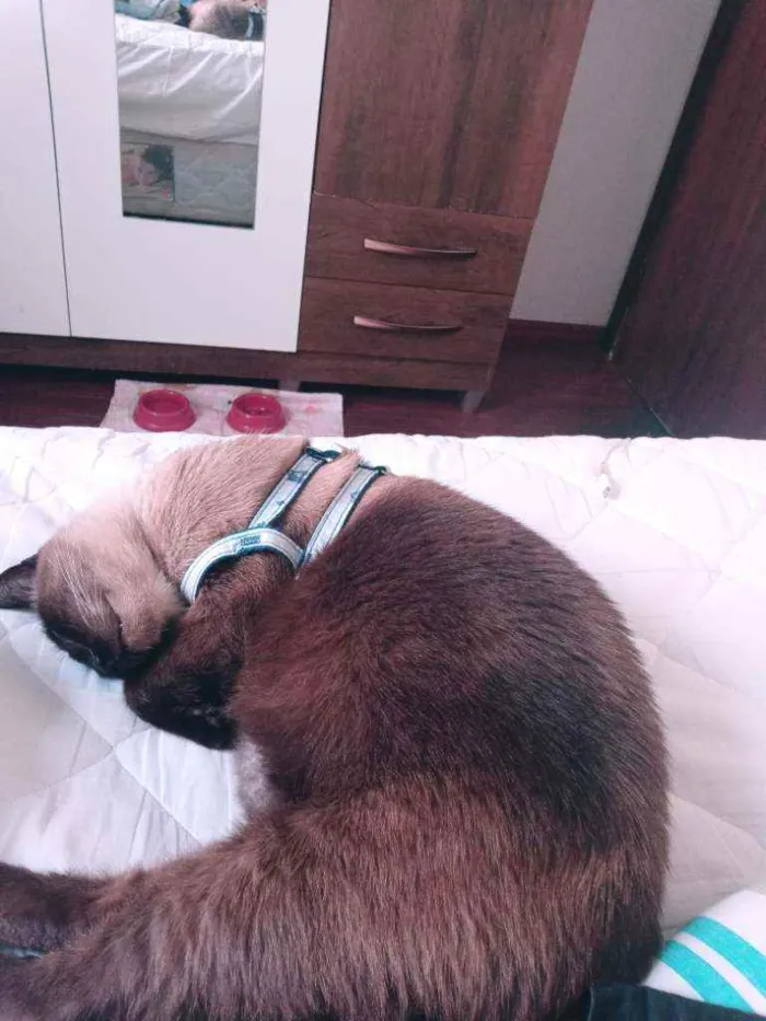 Gato ra a Siamês idade 6 ou mais anos nome Logan