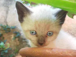 Gato raça  idade 2 a 6 meses nome Gatinhos