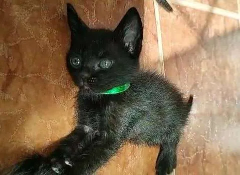 Gato raça SRD idade Abaixo de 2 meses nome Sem nome