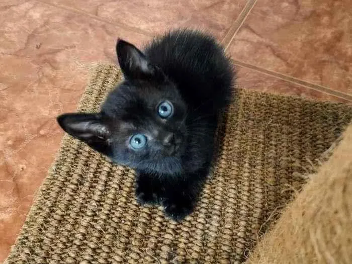 Gato raça SRD idade Abaixo de 2 meses nome Sem nome