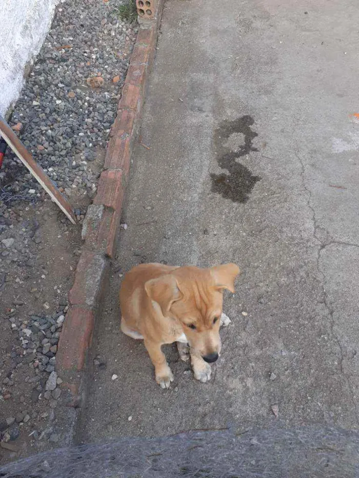 Cachorro ra a Desconhecida idade 2 a 6 meses nome LUCI