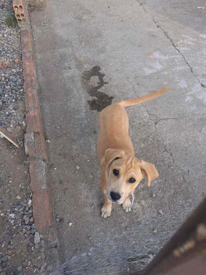 Cachorro ra a Desconhecida idade 2 a 6 meses nome LUCI