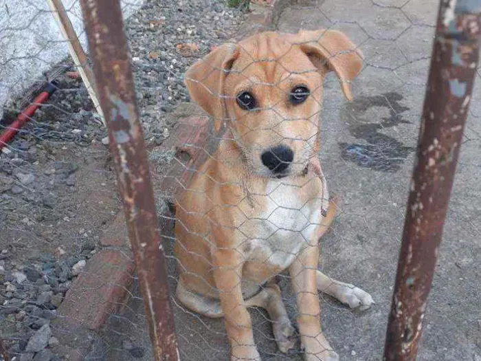 Cachorro ra a Desconhecida idade 2 a 6 meses nome LUCI