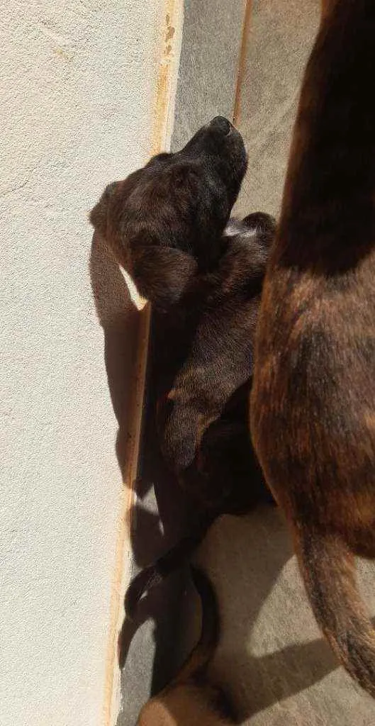 Cachorro ra a Vira lata idade 2 a 6 meses nome Não tem nome ainda 