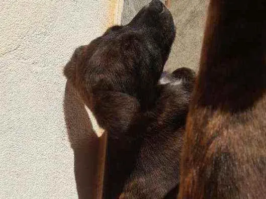 Cachorro ra a Vira lata idade 2 a 6 meses nome Não tem nome ainda 