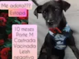 Estopa