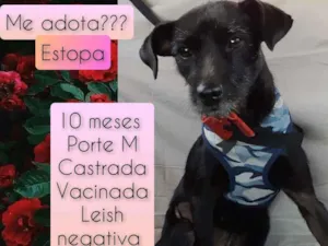 Cachorro raça SRD idade 7 a 11 meses nome Estopa