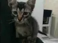 Bebzinhos