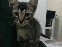 Gato raça SRD idade 2 a 6 meses nome Bebzinhos