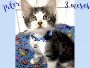 Gato raça Srd idade 2 a 6 meses nome Peter