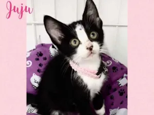Gato raça Srd idade 2 a 6 meses nome Juju
