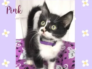 Gato raça Srd idade 2 a 6 meses nome Pink