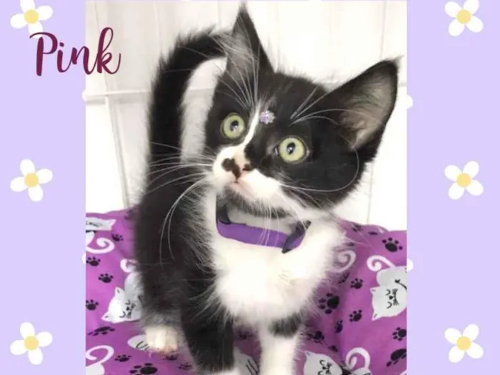 Gato raça Srd idade 2 a 6 meses nome Pink