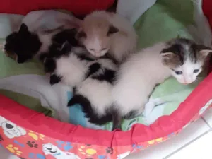 Gato raça Não discriminado  idade Abaixo de 2 meses nome Sem nomes