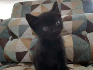 Gato raça SRD  idade Abaixo de 2 meses nome Princess 