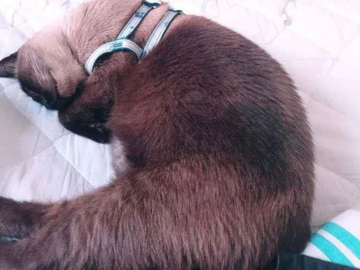 Gato ra a Siamês idade 6 ou mais anos nome Logan