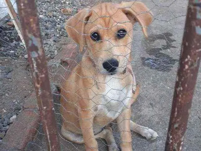 Cachorro ra a Desconhecida idade 2 a 6 meses nome LUCI