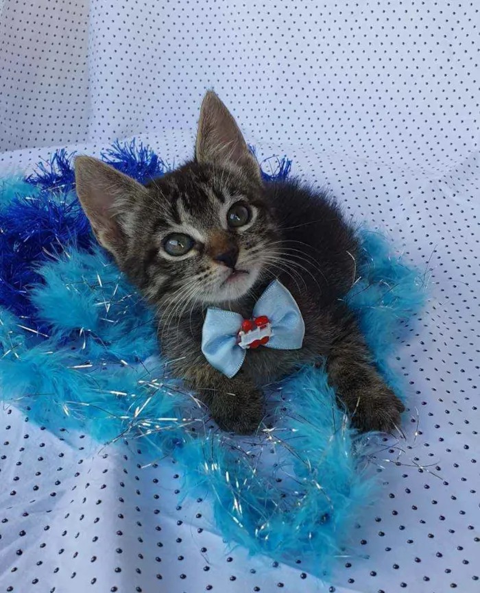 Gato ra a SRD idade Abaixo de 2 meses nome BJORN 