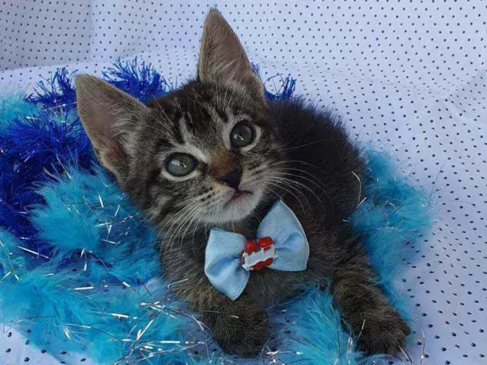 Gato ra a SRD idade Abaixo de 2 meses nome BJORN 