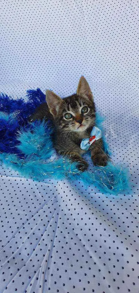 Gato ra a SRD idade Abaixo de 2 meses nome BJORN 