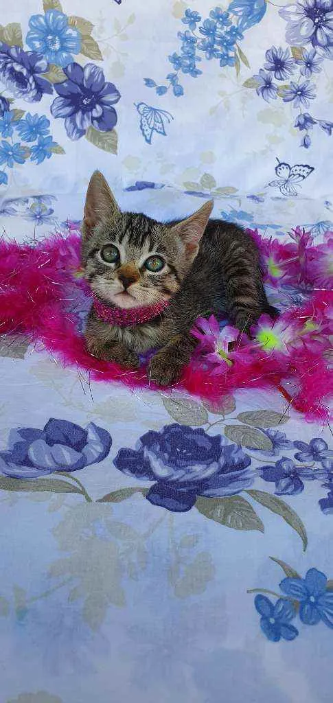 Gato ra a SRD idade Abaixo de 2 meses nome MEL 