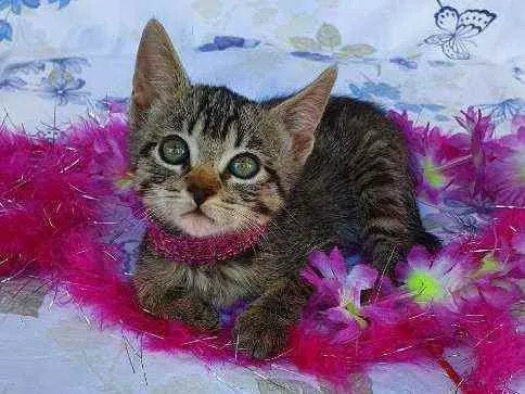 Gato ra a SRD idade Abaixo de 2 meses nome MEL 