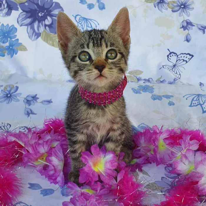 Gato ra a SRD idade Abaixo de 2 meses nome MEL 