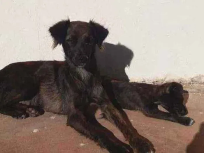 Cachorro ra a Vira lata idade 2 a 6 meses nome Não tem nome ainda 