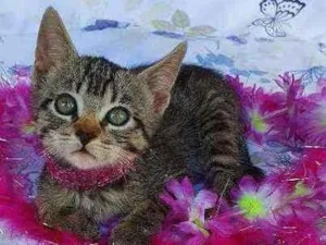 Gato raça SRD idade Abaixo de 2 meses nome MEL 