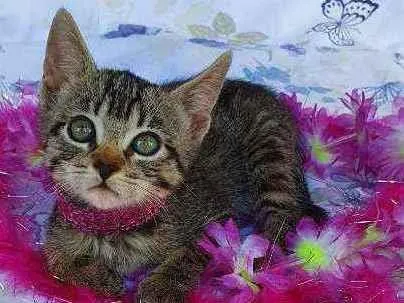 Gato ra a SRD idade Abaixo de 2 meses nome MEL 
