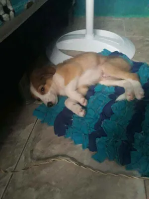 Cachorro raça  idade 2 a 6 meses nome Apolo
