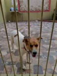 Pipoca