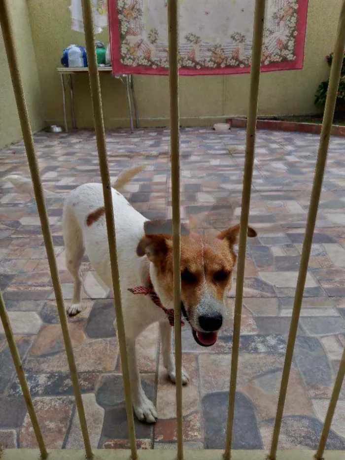 Cachorro ra a Sem definição idade 1 ano nome Pipoca