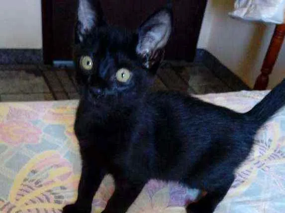 Gato ra a Srd idade 2 a 6 meses nome Dark