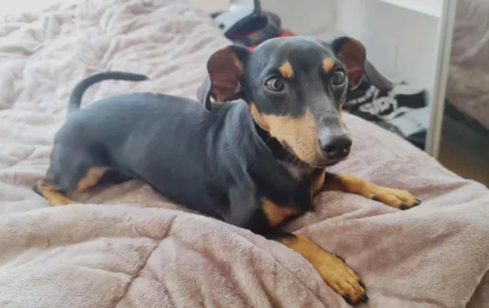 Cachorro ra a daschund idade 1 ano nome Alok