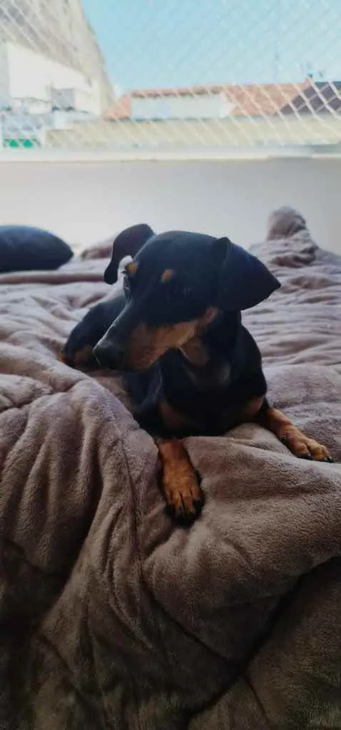 Cachorro ra a daschund idade 1 ano nome Alok