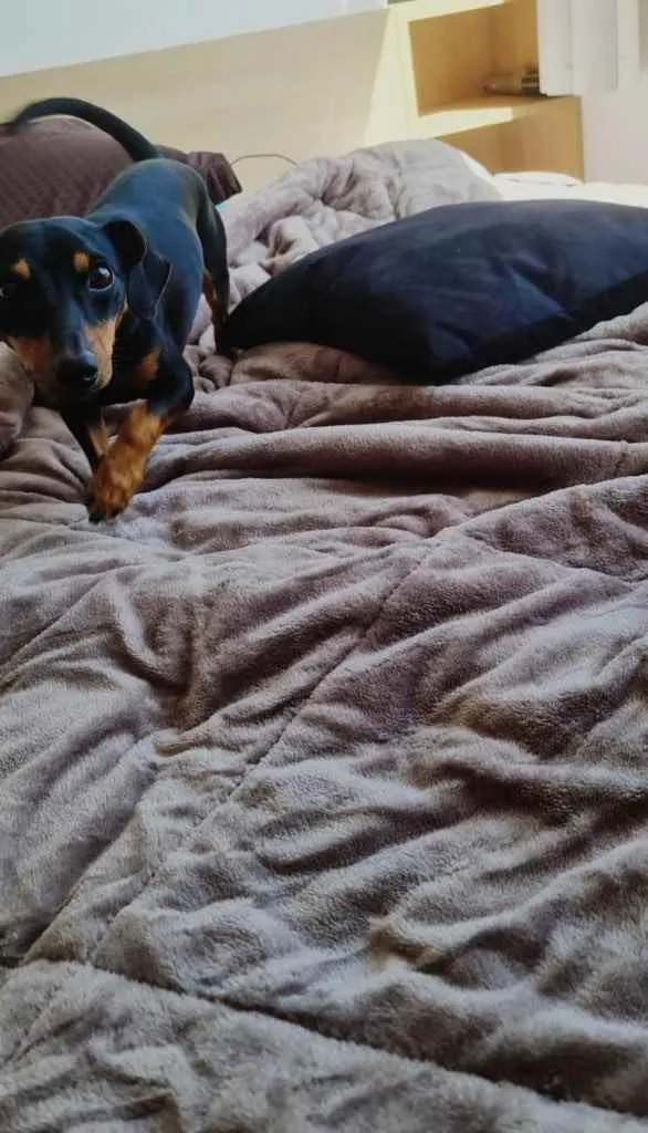 Cachorro ra a daschund idade 1 ano nome Alok
