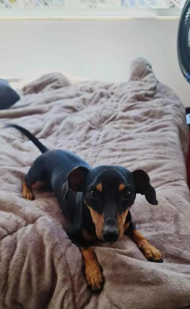 Cachorro ra a daschund idade 1 ano nome Alok