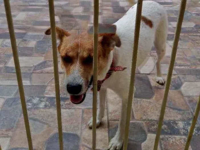 Cachorro ra a Sem definição idade 1 ano nome Pipoca