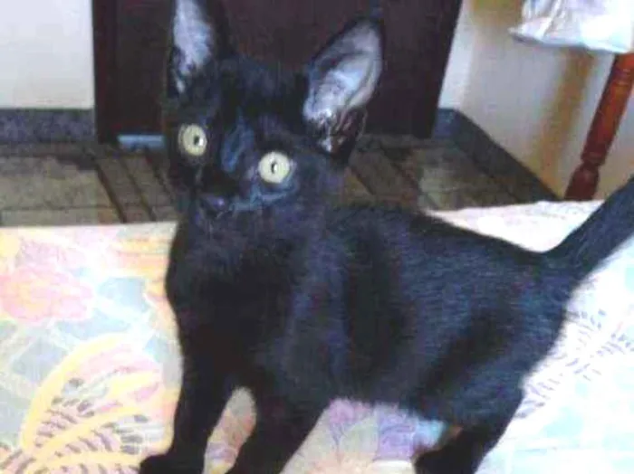 Gato ra a Srd idade 2 a 6 meses nome Dark