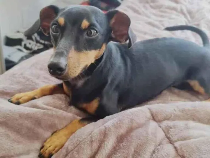 Cachorro ra a daschund idade 1 ano nome Alok