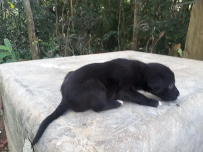 Cachorro ra a Srd idade Abaixo de 2 meses nome 8 machos e 1 fêmea