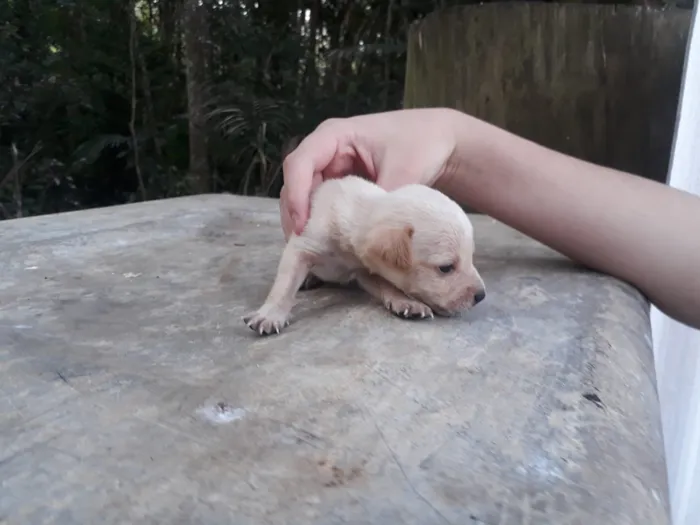 Cachorro ra a Srd idade Abaixo de 2 meses nome 8 machos e 1 fêmea