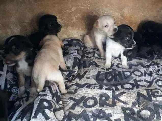 Cachorro ra a Srd idade Abaixo de 2 meses nome 8 machos e 1 fêmea