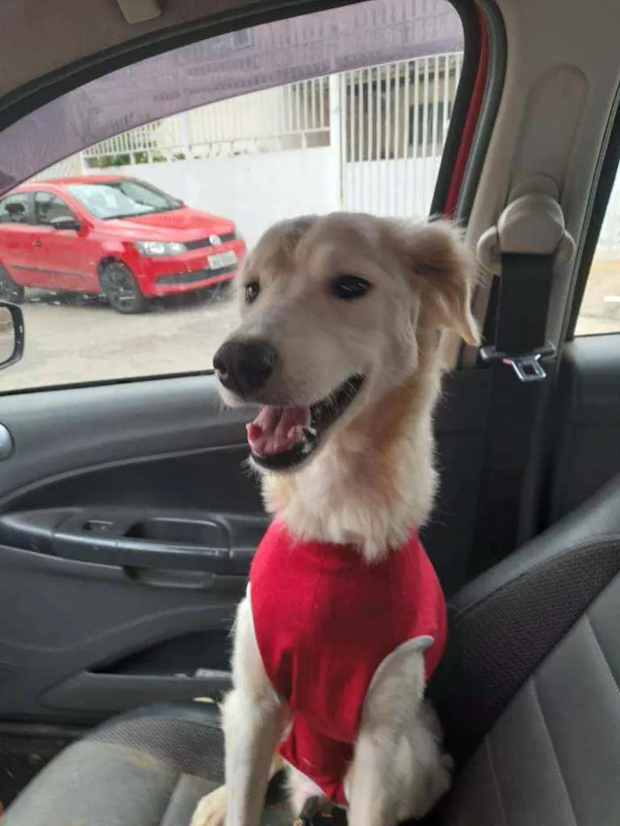 Cachorro raça SRD idade 2 anos nome JADE