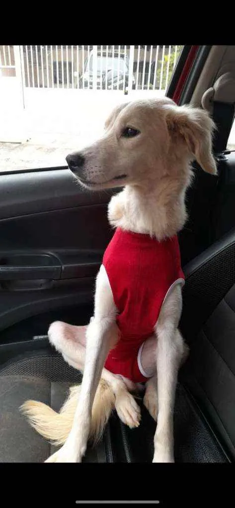 Cachorro raça SRD idade 2 anos nome JADE