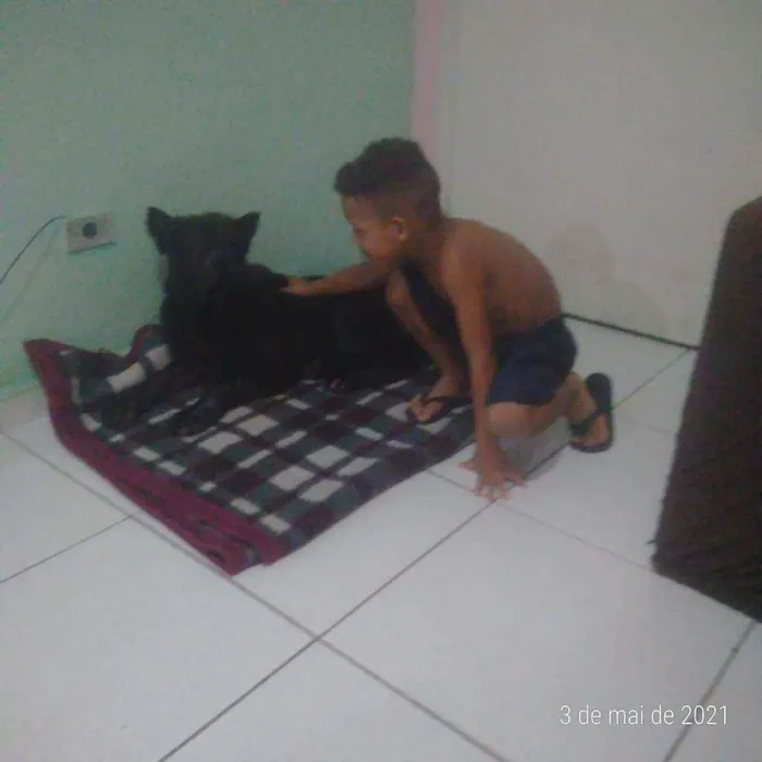Cachorro ra a Show show idade 1 ano nome Luna