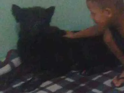Cachorro ra a Show show idade 1 ano nome Luna