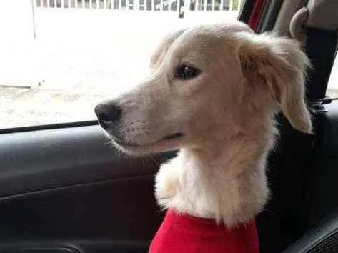 Cachorro raça SRD idade 2 anos nome JADE